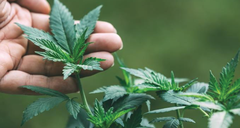 Secure Your Medical Cannabis Card Today