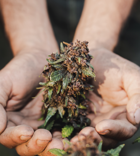 Qualifying Conditions for a Sacramento Medical Marijuana Card